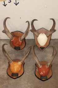 (4) Sets of Mounted PRONGHORNS on Wooden Plaques (ONE$)