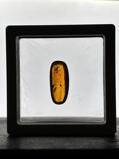 Authentic 10.3 ct Myanmar AMBER Fossil Resin with a Horsefly Inclusion: Authentic Myanmar AMBER Fossil Plant Resin with a Horsefly Inclusion. It measures approximately 1.2" Long x 0.5" Wide x 5/16" Thick and the Total Weight is 2.06 g or 10.3 ct. This Specimen has fine co