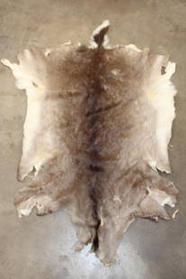 WHITETAIL DEER Hide: Nice and plush WHITETAIL DEER Hide/Pelt/Fur. It measures 50" Long x 36" Wide and is in Good Condition. TAXIDERMY