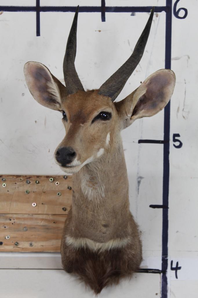 BUSHBUCK Shoulder Mount (1 of 12)