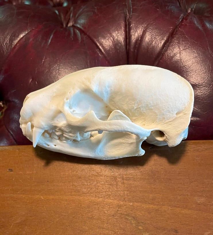 Large NORTH AMERICAN BADGER Skull with All its Teeth: Beautiful Large NORTH AMERICAN BADGER Skull. This is an excellent Skull with All its Teeth. It measures 5" Long x 3" Wide. Great Science and Oddity TAXIDERMY.