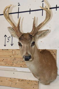 8-Point BLACK TAIL DEER Shoulder Mount: Older 8-Point BLACK TAIL DEER Shoulder Mount in Fair Condition. TAXIDERMY