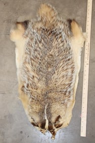 North American BADGER Hide