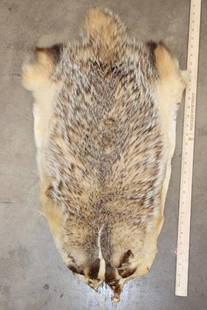 North American BADGER Hide: Older North American BADGER Hide/Pelt/Fur. It measures 31" Long x 16" Wide. Handle with care, it is in the beginning stages of dry rot. TAXIDERMY HIDES