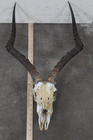 IMPALA Skull
