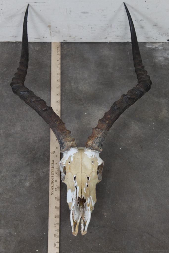 IMPALA Skull (1 of 8)