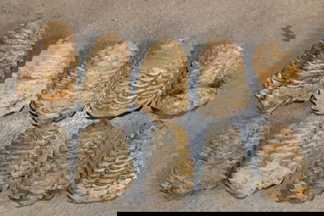 (10) TRILOBITE Fossil Specimens from Morocco (ONE$): 10 TRILOBITE Fossil Specimens from Morocco. They all measure 2.25"-3" Long. Trilobites are extinct marine arthropods that form the class Trilobita. One of the earliest groups of arthropods to appear i