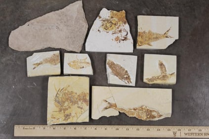 (9) FISH FOSSIL Fragments, Weight: 4lbs 4oz (ONE$)