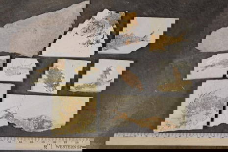 (9) FISH FOSSIL Fragments,  Weight: 4lbs 4oz (ONE$): 9 FISH FOSSIL Fragments. The Total Weight is 4 lbs 4 oz (ONE$). ROCKS FOSSILS MINERALS