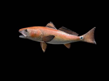 *New* Reproduction RED FISH Mount: *New in the Box* Reproduction RED FISH Mount. It measures 23" Long and has a wall hanger for easy display. This is a perfect fish mount for any nautical or beach themed space. TAXIDERMY FISH