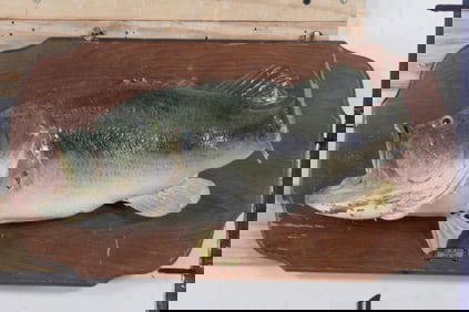Real Skin LARGE MOUTH BASS on a Wooden Plaque