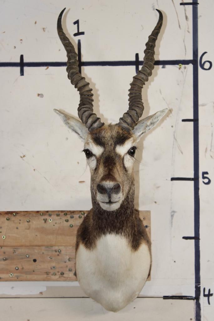 BLACKBUCK Shoulder Mount (1 of 8)