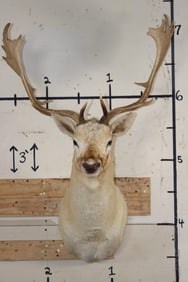 WHITE FALLOW DEER with Big Palms and a Wide Spread