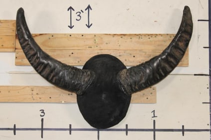Big Mounted WATER BUFFALO Horns