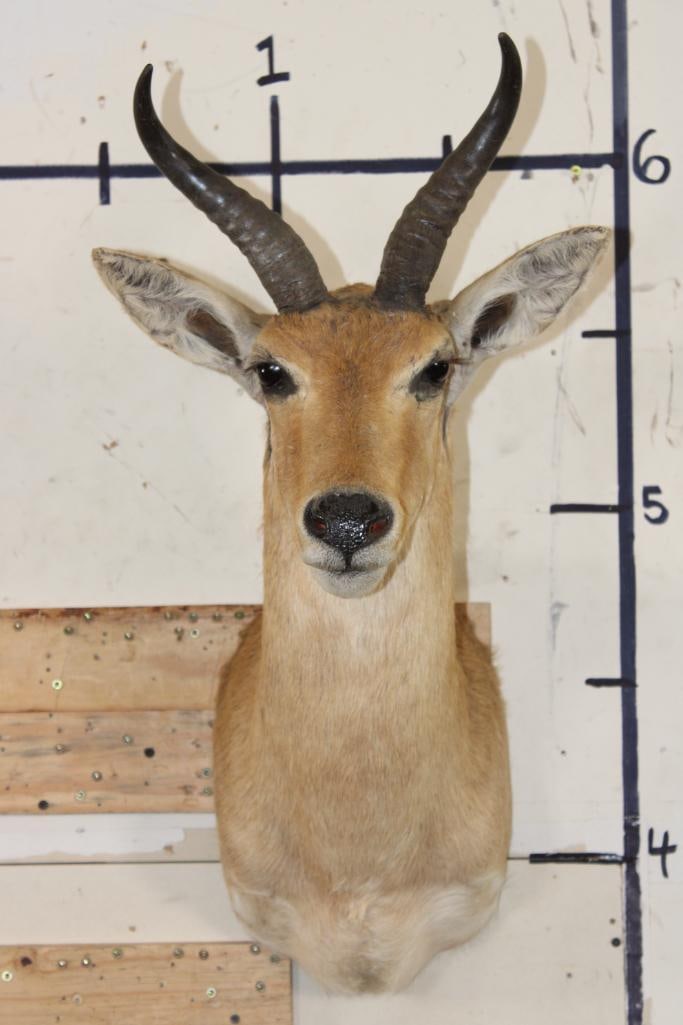 REEDBUCK Shoulder Mount (1 of 8)