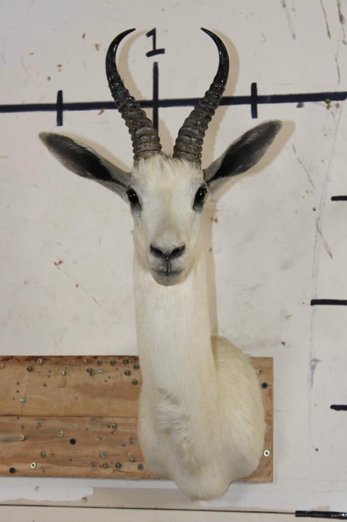 WHITE SPRINGBOK Shoulder Mount (1 of 9)
