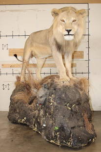*TEXAS RESIDENTS ONLY* Life-sized AFRICAN LION standing over his HYENA Kill on a Rock Base with: *TEXAS RESIDENTS ONLY!!!* Life-sized AFRICAN LION standing over his HYENA Kill on a Rock Base with Wheels. The Lion measures 7'6" Long from the Nose to the Tail. No Claws. The Total Mount measures 3'