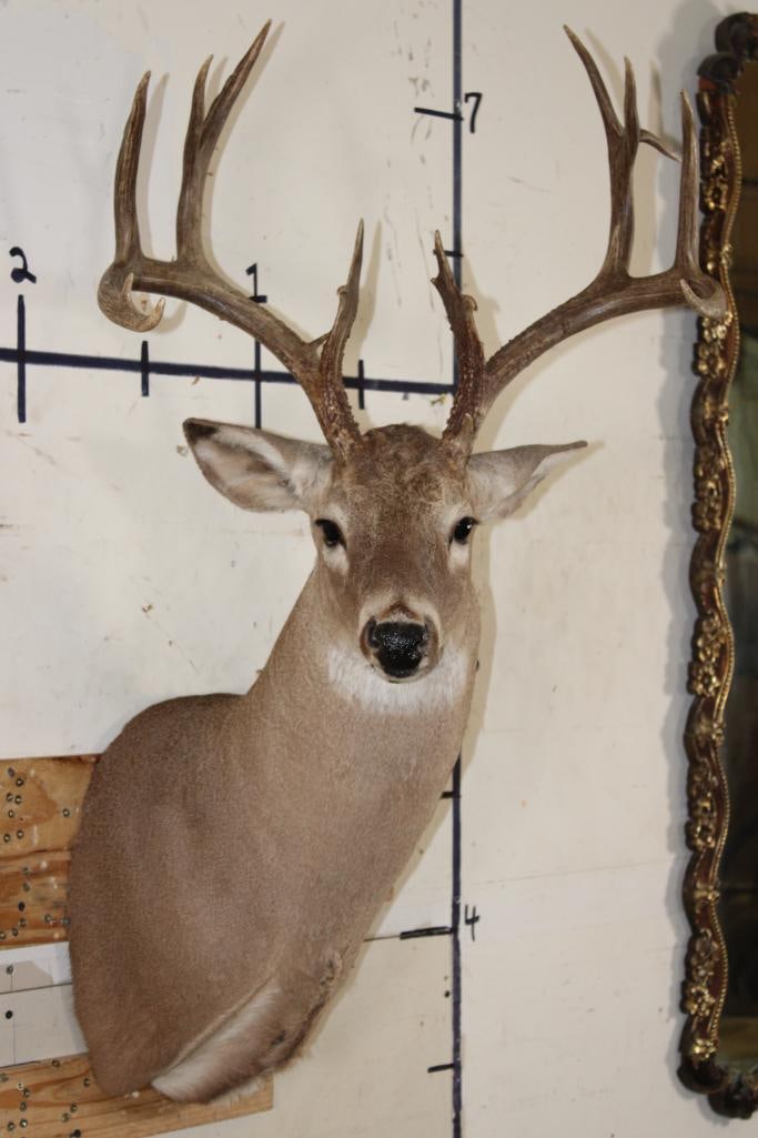16-Point WHITETAIL DEER Shoulder Mount (1 of 14)