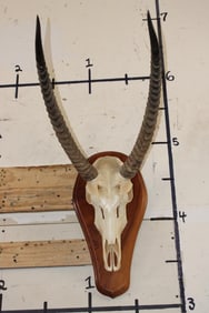 WATERBUCK Skull on a Wooden Plaque