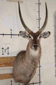 WATERBUCK Shoulder Mount