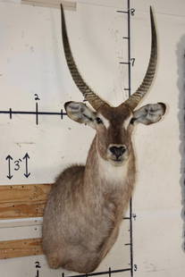 WATERBUCK Shoulder Mount: Very respectable WATERBUCK Shoulder Mount. The Left Horn measures 27.75" Long and the Right Horn measures 28" Long. The mount is in Good Condition.&nbsp;TAXIDERMY