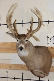 20-Point WHITETAIL DEER Shoulder Mount with a 239 3/8 Boone and Crockett Score (Paperwork Included)