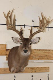 XXL Typical 27-Point WHITETAIL DEER Shoulder Mount