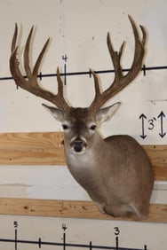 XXL Typical 11-Point WHITETAIL DEER Shoulder Mount