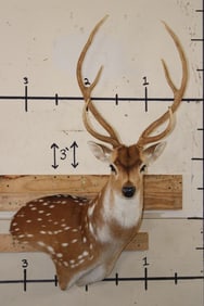 AXIS DEER Wall Pedestal