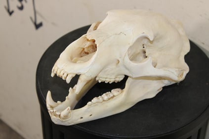 BLACK BEAR Skull