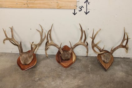 (3) WHITETAIL DEER Antler Racks on Wood Plaques with Hide (ONE$)
