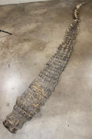 Big 9' 10" Long CROCODILE OSTEODERMS (Back Hide Armor) Connected with the Tail