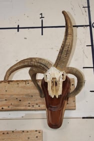 4-Horned JACOB SHEEP Skull on a Wood Wall Pedestal