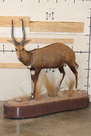 Big Life-sized CAPE BUSHBUCK on a Wooden Base with Wheels