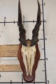 Big ELAND Skull on a Wooden Plaque