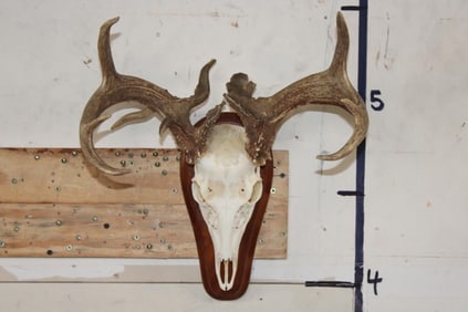 WHITETAIL DEER Skull on a Wood Plaque