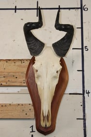 LICHTENSTEIN'S HARTEBEEST Skull on a Wooden Plaque