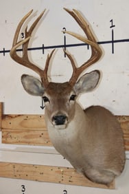 12-Point WHITETAIL DEER Shoulder Mount