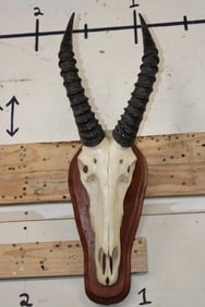 Big TOPI Skull on a Wooden Plaque with All its Teeth
