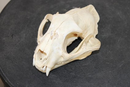 Big BOBCAT Skull with No Glue