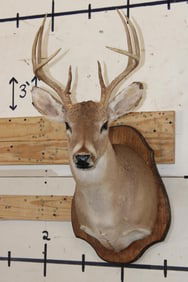 8-Point WHITETAIL DEER Shoulder Mount on a Wooden Plaque