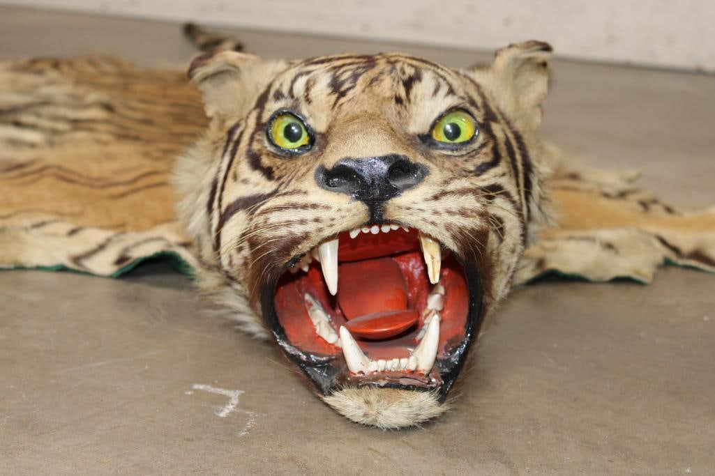 *TEXAS RESIDENTS ONLY* Mid 20th Century or Older TIGER Rug with its Mounted Head and Skull (1 of 16)