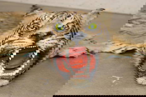 *TEXAS RESIDENTS ONLY* Mid 20th Century or Older TIGER Rug with its Mounted Head and Skull: *TEXAS RESIDENTS ONLY*!!! This TIGER Rug is believed to be from the Mid 20th Century or Older. It is mounted with its Head and Skull! It has *Real Teeth* and All of its Claws. It measures 6' 10" Long