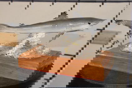 *Real Skin* BABY SHARK on a Wooden Base with *Real Coral*