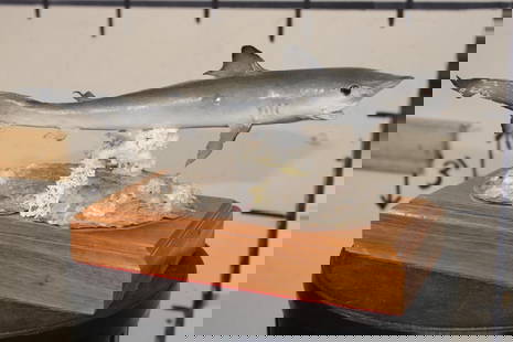 *Real Skin* BABY SHARK on a Wooden Base with *Real Coral*: *Real Skin* BABY SHARK mounted on a Wooden Base with Coral. The Baby Shark measures 14" Long. It is mounted on a Wooden Base with *Real Coral* that measures 10.5" Long x 6" Wide. ODDITIES AND CURIOSIT
