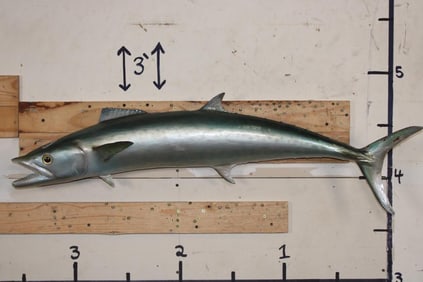 *Real Skin* KING MACKEREL Fish Mount