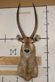 WATERBUCK Shoulder Mount