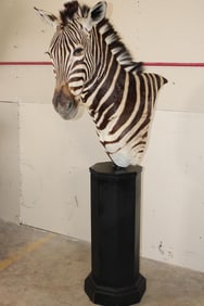 ZEBRA Pedestal Mount