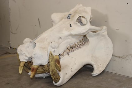 XL HIPPOPOTAMUS Skull with *Real Molars* and Reproduction Canines and Incisors