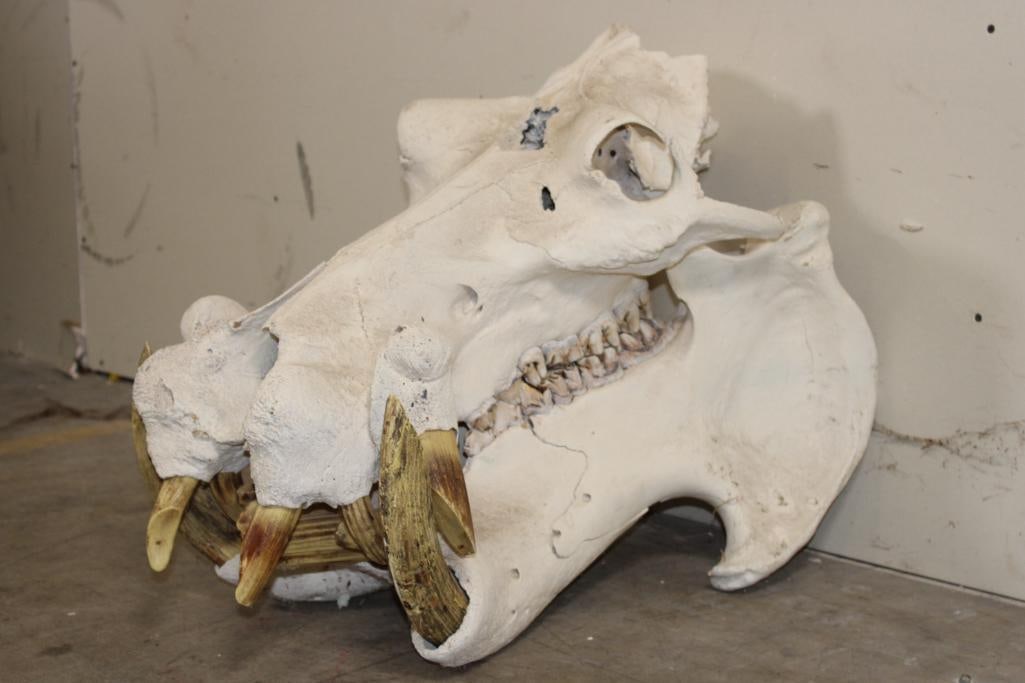 XL HIPPOPOTAMUS Skull with *Real Molars* and Reproduction Canines and Incisors: XL HIPPOPOTAMUS Skull with *Real Molars* and Reproduction Canines and Incisors. It has damage between the eyes and to the back of the skull from when it was Taken. It measures 27" Long x 18.5" Wide x